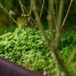 Best-Soil-for-Cannabis