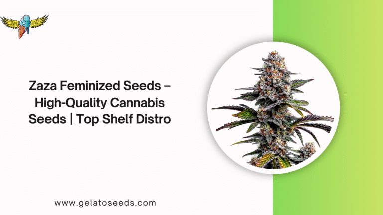 Zaza Feminized Seeds