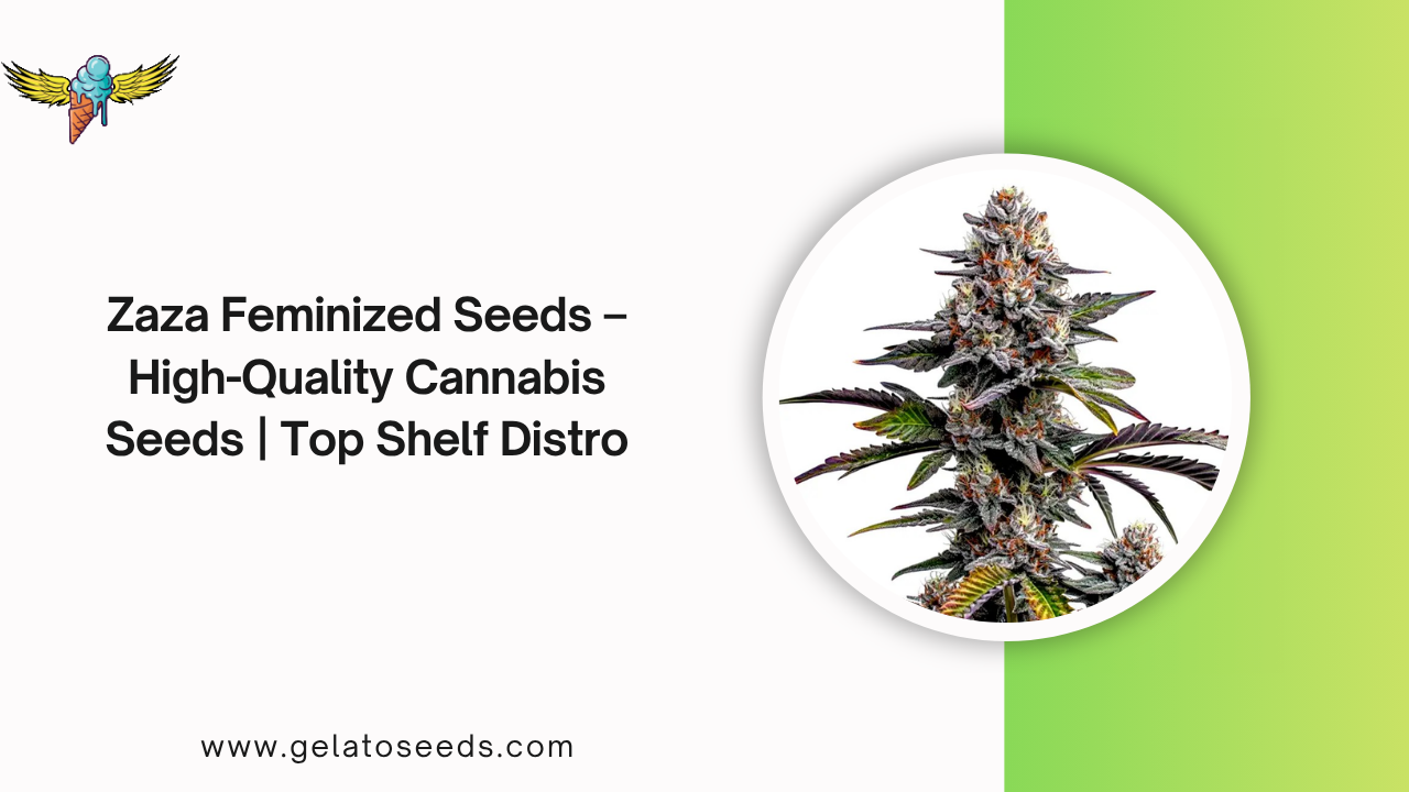 Zaza Feminized Seeds