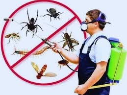 Termite control treatment services in Lahore