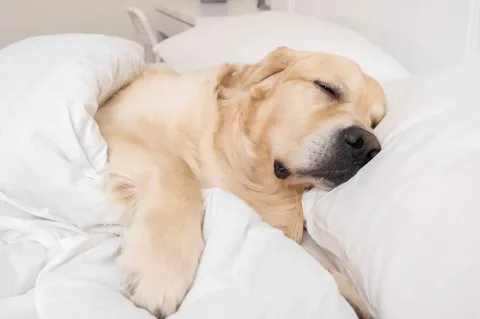 dog sleeping arrangements in Lula