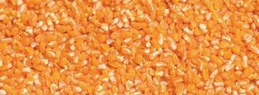 Yellow maize suppliers India